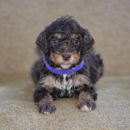 Purple Collar - Tri-color female Bernedoodle puppy in Scottsboro, Alabama from Dixie Land Doodles