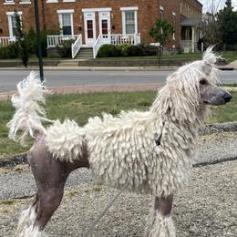 Candace - Poodle