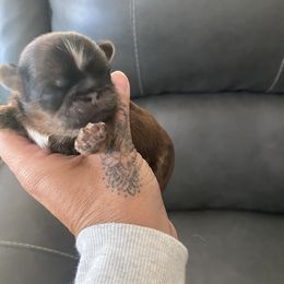 Bones - Brindle male Shih Tzu puppy in Manahawkin, New Jersey from Lilly’s Seashore Shih Tzus