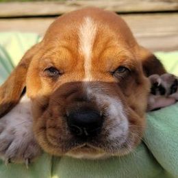 Basset Hounds from Stricklen Hounds