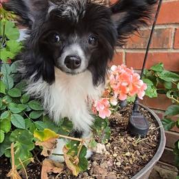 Holly Long Star Angel - Black and white female Chinese Crested puppy in Amarillo, Texas from Victoria's Chinese Cresteds Long Star Angels