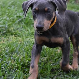 Doberman Pinscher Puppies from The Kennel Birkline