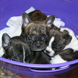 French Bulldog Puppies from BellaLuna Bulldogs