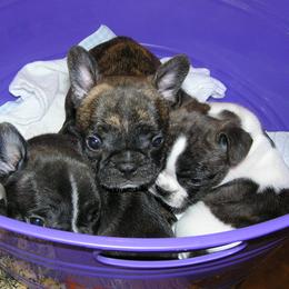 French Bulldog Puppies from BellaLuna Bulldogs