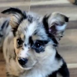 Miniature Australian Shepherds from McKeever Farms