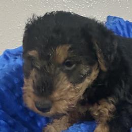 Picasso - Black and tan male Welsh Terrier puppy in Park Rapids, Minnesota from Peggy’s Terriers