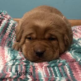 Tasha - Yellow female Labrador Retriever puppy in Alcester, South Dakota from Theresa Rhodes