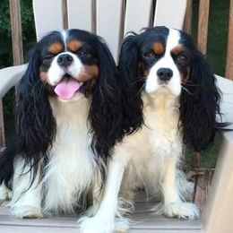 Cavalier King Charles Spaniels from Marble's Little Cavaliers