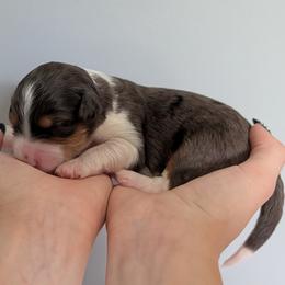 Belle - Blue merle female Aussiedoodle puppy in New Durham, New Hampshire from Ridgeview Aussiedoodles