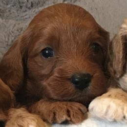 Male 3 - male Cavapoochon puppy in Fredericksburg, Ohio from Timshell Farm Specialty Crossbreed Puppies