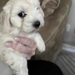 Girl 1 - White Coton de Tulear puppy in Kingsport, Tennessee from Smoky Mountains Cotons