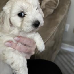 Girl 1 - White Coton de Tulear puppy in Kingsport, Tennessee from Smoky Mountains Cotons