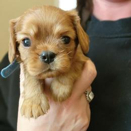 Love Bug- Blue - Ruby male Cavalier King Charles Spaniel puppy in London, Arkansas from Frosty’s Cavaliers
