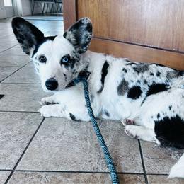 Tori - Cardigan Welsh Corgi