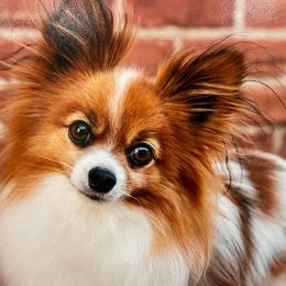Papillon All Grown Up from DogBond