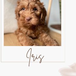 Australian Labradoodle and Labradoodle Puppies from Doodles_Ko