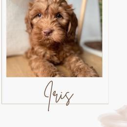 Australian Labradoodle and Labradoodle Puppies from Doodles_Ko