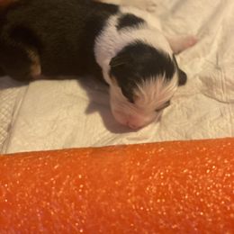 Farfalle - Black tri-color Australian Shepherd puppy in Orlando, Florida from Catalina Aussies