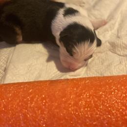 Farfalle - Black tri-color Australian Shepherd puppy in Orlando, Florida from Catalina Aussies