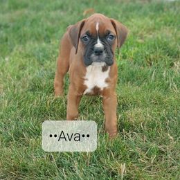 Ava - Fawn female Boxer puppy in Newville, Pennsylvania from Zimmerman's Pets