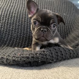 French Bulldog Puppies from Willamette Valley Doodles