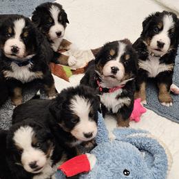 Bernese Mountain Dog puppies from Jill Stahl Tyler