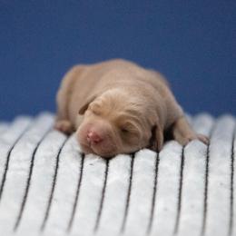 Labrador Retriever Puppies from Sun Ridge Labradors