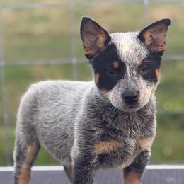 Timothy - Blue speckled male Australian Cattle Dog puppy in Rosharon, Texas from 4Surge Cattle Dogs
