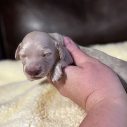Fred - Cream male Dachshund puppy in Muldrow, Oklahoma from Sassy Sausage Dogs