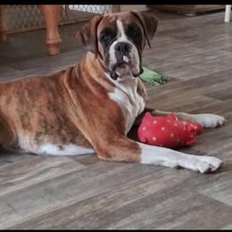 Boxer puppies from Like The Wind Boxers