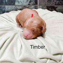 Timber - Apricot male Goldendoodle puppy in Pasco, Washington from Camp Doodle Woods