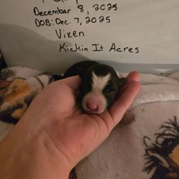 Vixen - Black female Border Collie puppy in Chariton, Iowa from Kickin It Acres BCs