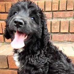 Saint Berdoodles and Sheepadoodles from Heart of Dixie Doodles