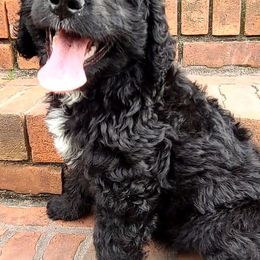 Saint Berdoodles and Sheepadoodles from Heart of Dixie Doodles