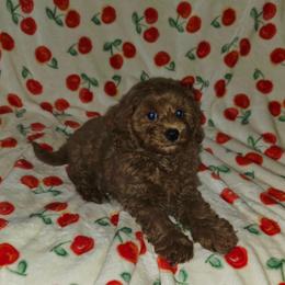 Levi - Red male Cavapoo puppy in Copan, Oklahoma from Lebel Cavapoos