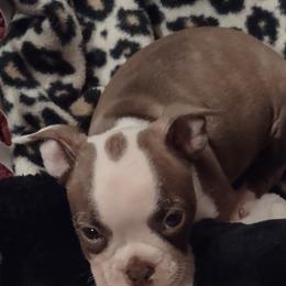 Boston Terrier and French Bulldog Puppies from Reds Studio