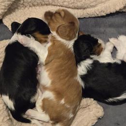Baby boy - Blenheim male Cavalier King Charles Spaniel puppy in Meridian, Idaho from Reflection Cavaliers