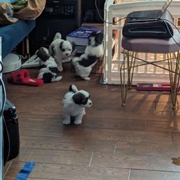 Havanese puppies from Havanese Puppies of Austin Texas