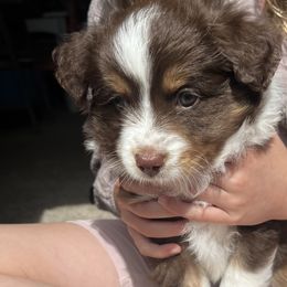 Toy Australian Shepherds from Kagarice Family