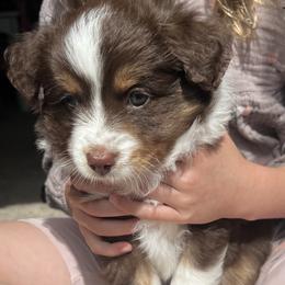 Toy Australian Shepherds from Kagarice Family