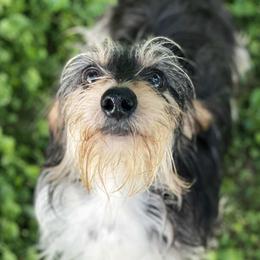 Patsy - Dachshund