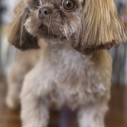 Zoey - Shih Tzu