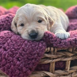 Blue Boy - Light golden male Golden Retriever puppy in Scio, Oregon from Stackhouse Family Farm