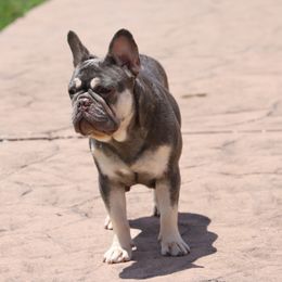 MIU - French Bulldog