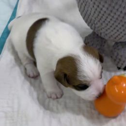 Jack Russell Terrier Puppies from Shavano Creek Jack Russell Terriers, LLC