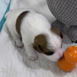 Jack Russell Terrier Puppies from Shavano Creek Jack Russell Terriers, LLC