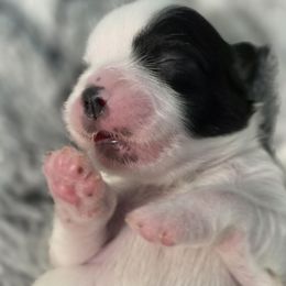 Cherish - Black and white female Shichon puppy in Ronda, North Carolina from Willow River