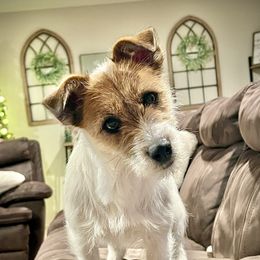 Roxy - Russell Terrier