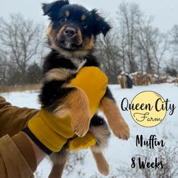 Muffin (purple) - Black tri-color female Australian Shepherd puppy in Falmouth, Kentucky from Queen City Farm
