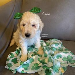 Goldendoodle Puppies from Scranton Goldendoodles